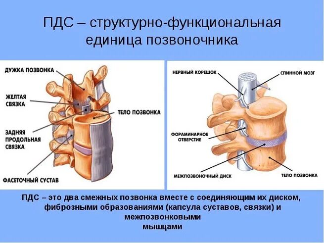 Содержимое межпозвоночного диска. Позвоночно двигательный сегмент схема. Позвоночно-двигательный сегмент (ПДС). Анатомия позвоночно двигательного сегмента. Структурно функциональная единица позвоночника.