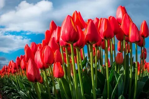 Анна Саливанчуктың сексуалды суреттері