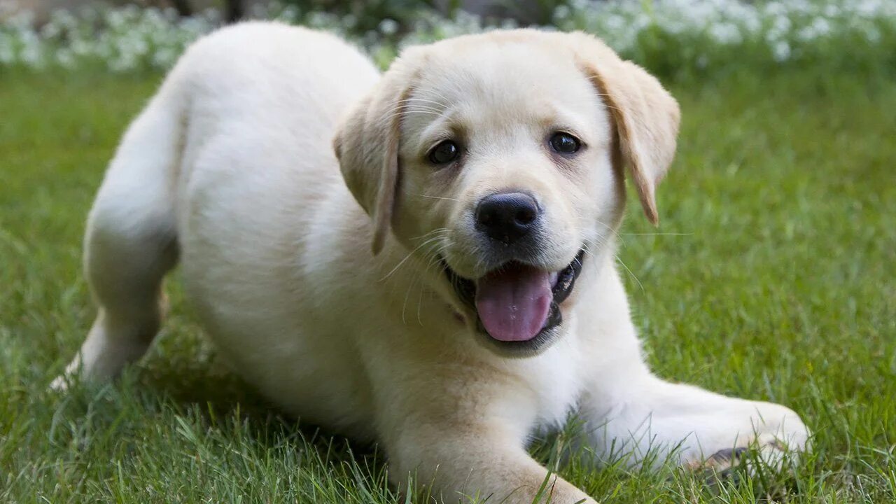 Название собак породы лабрадор. Лабрадор ретривер. Лабрадор-ретривер (Labrador Retriever).. Лабрадор ретривер палевый. Лабрадор ретривер белый.