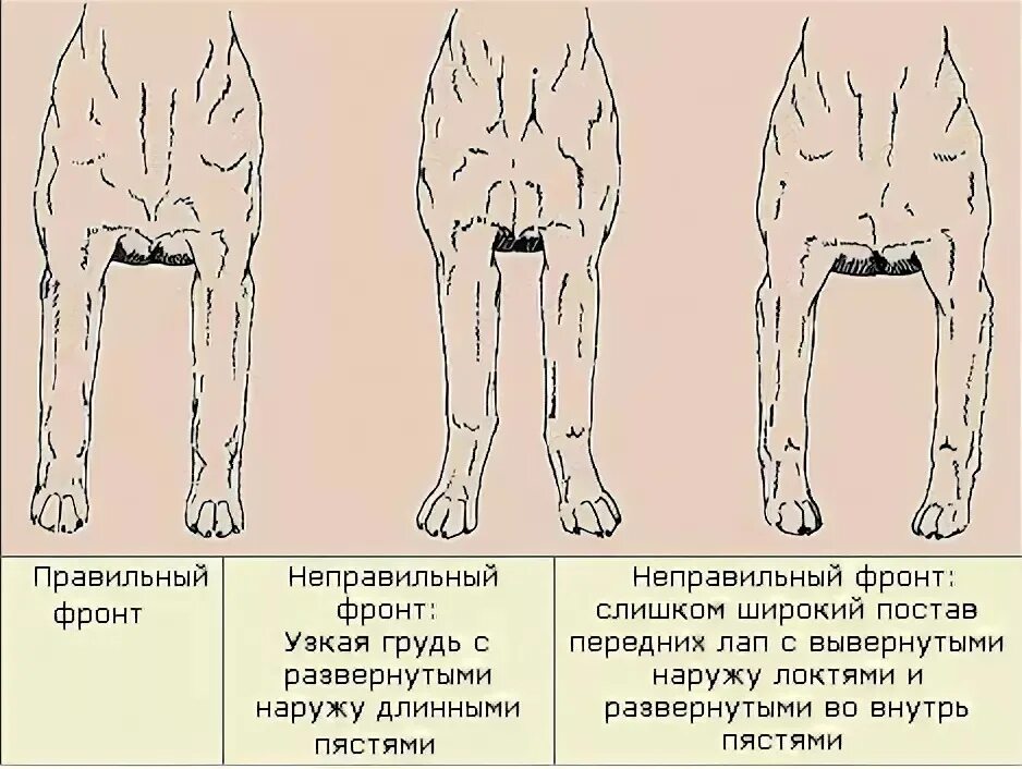 Размет конечностей у собак.