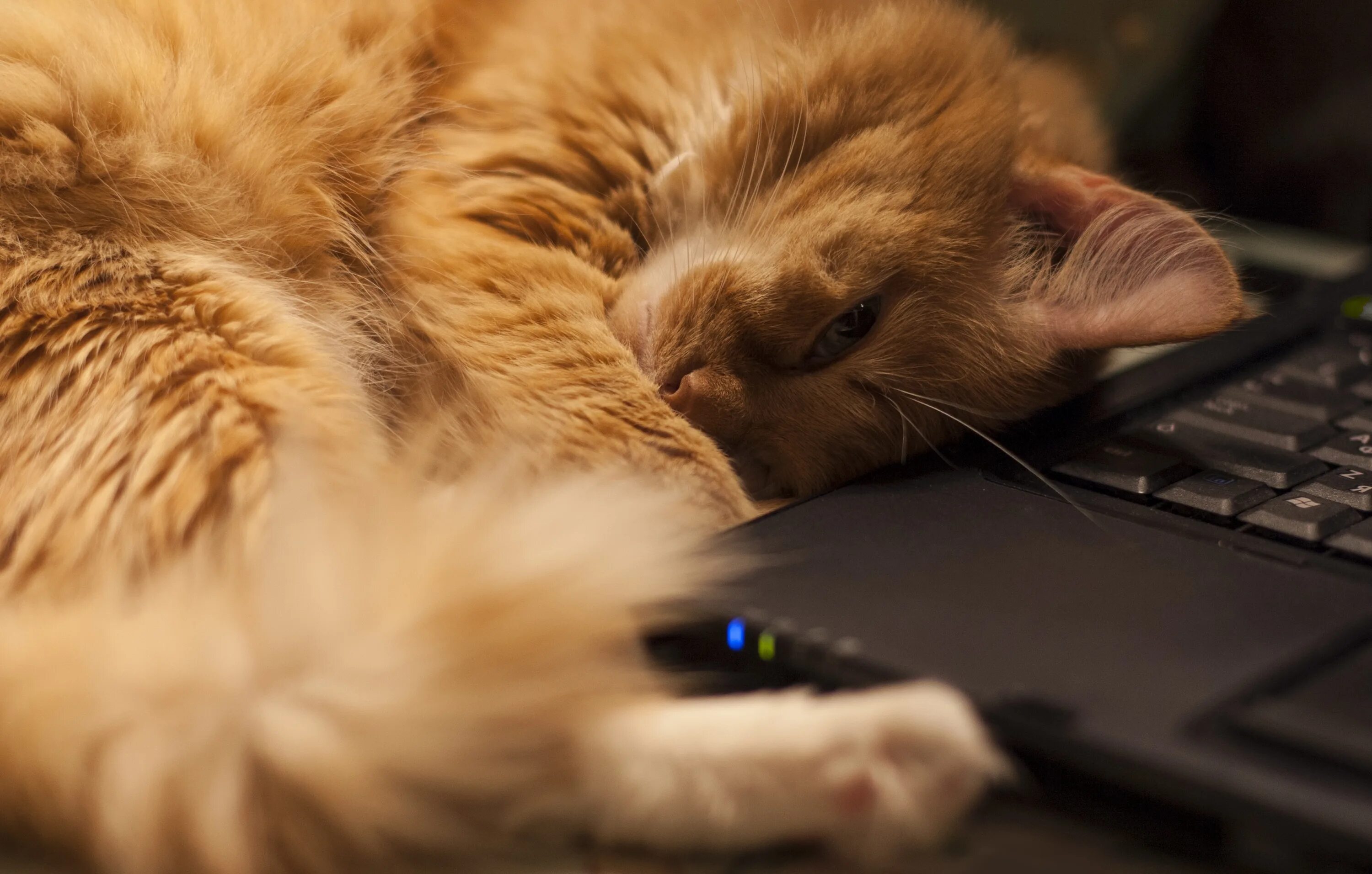 Catnap 3 версии