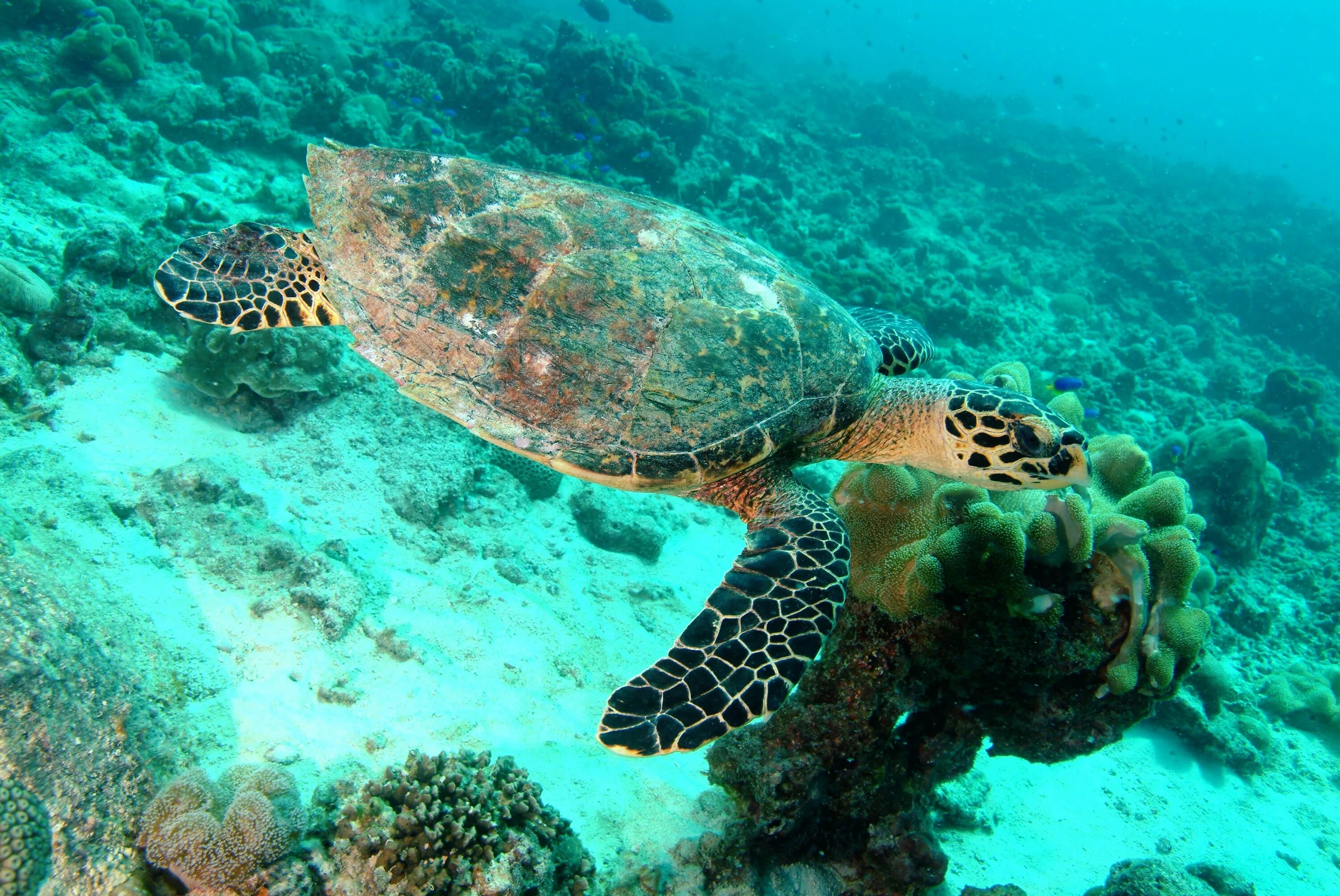 Сейшельские черепахи. Морской парк Святой Анны Сейшелы. Туббатаха риф черепаха. Снорклинг с черепахами Мальдивы. Сейшелы снорклинг.
