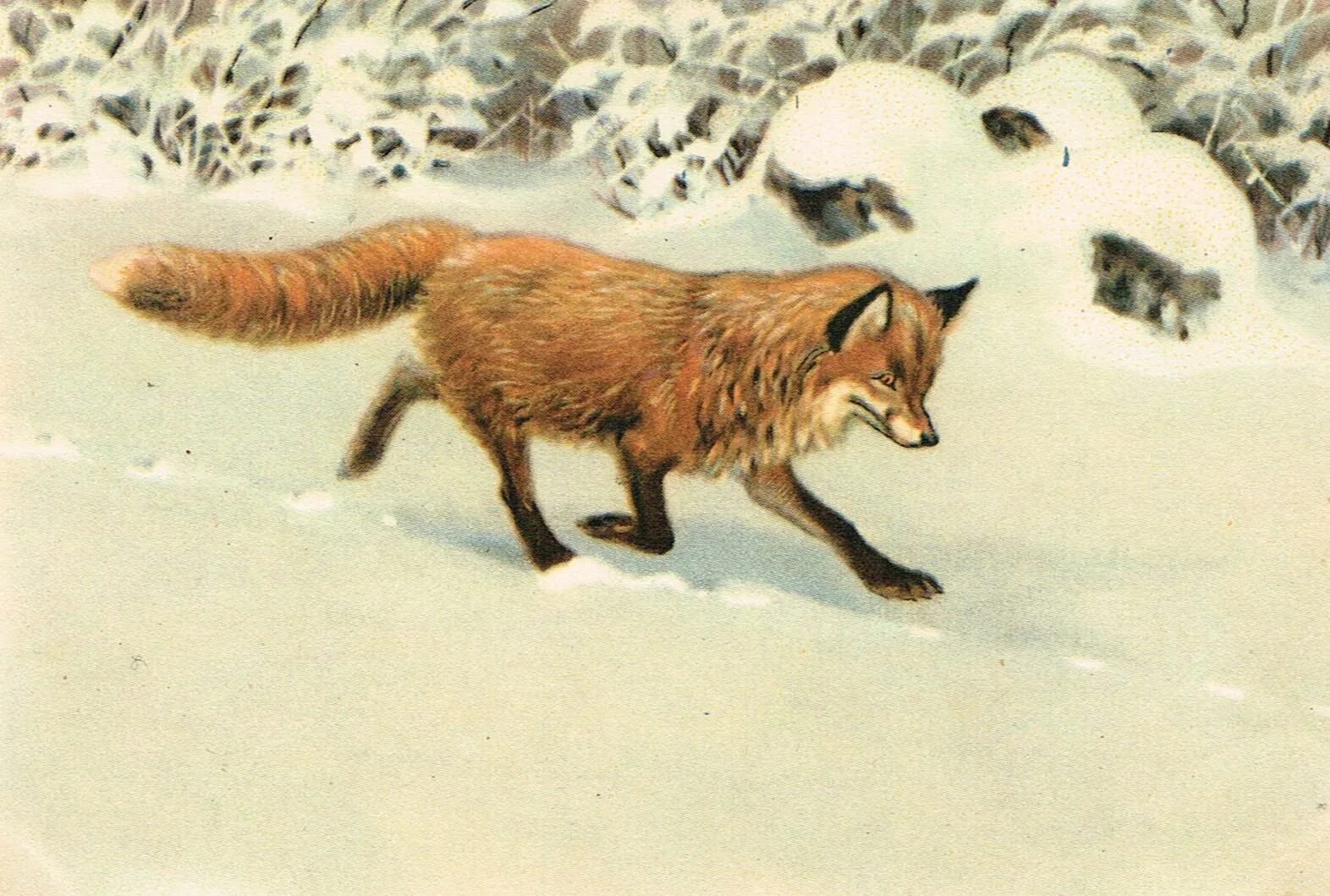 Лиса в москве. Лисы в строгино. Какой город возник благодаря лисице в 1955. Степная лиса корсак красная книга. Город лисички.