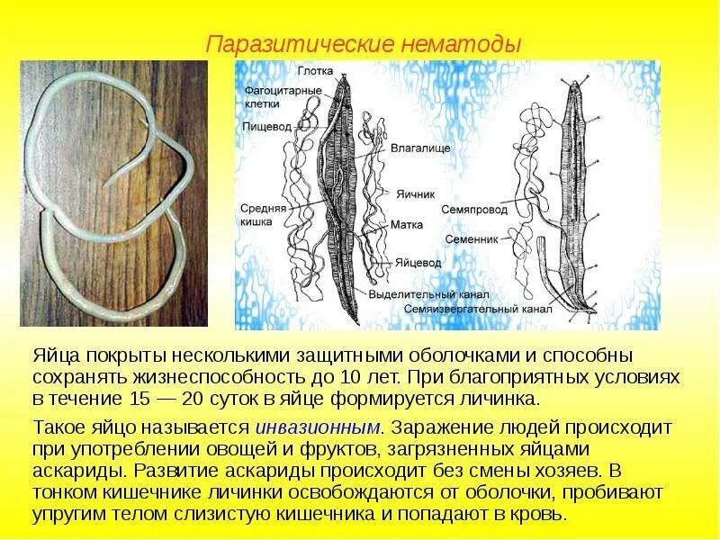 Паразитические черви из типа круглые черви. Нематоды строение. паразитические нематоды. нематоды представители.