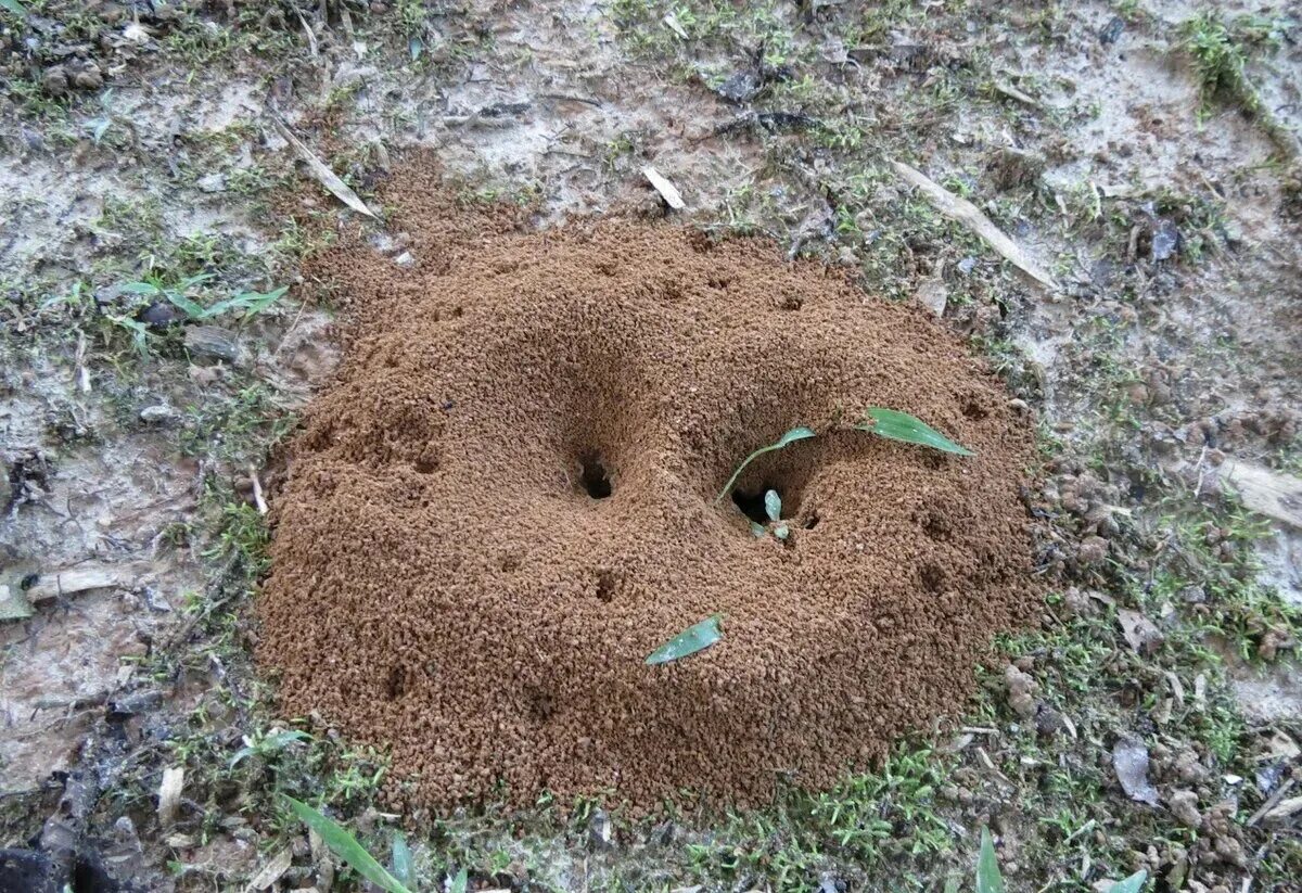 Муравьи в муравейнике. Земляные муравейники. Норы муравьев. Муравьиное гнездо. 2 земляные норы