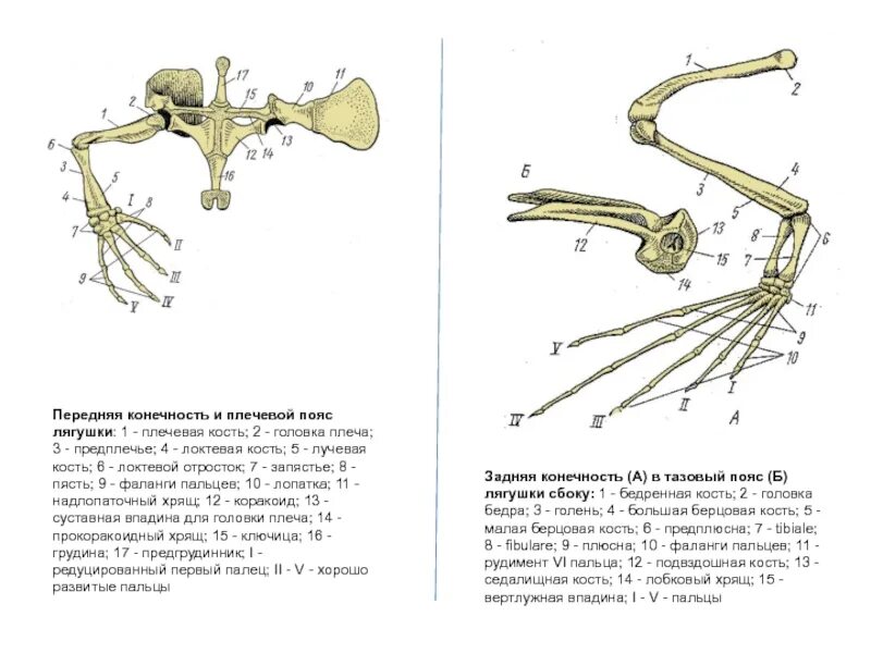 Какими костями образован плечевой пояс лягушки. Пояс передних конечностей амфибий. Скелет лягушки пояс передних конечностей. Скелет лягушки пояс передних конечностей. Скелет лягушки пояс передних конечностей.