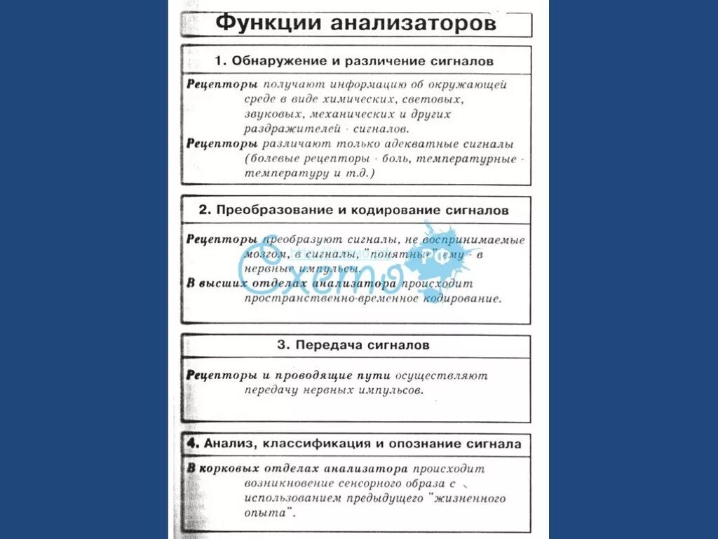 Основные функции анализаторов. Функционирование анализаторов. Анализаторы функции анализаторов. Три основные функции анализаторов:.