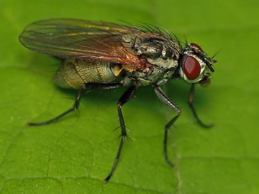 The Importance of Flies Sciencing