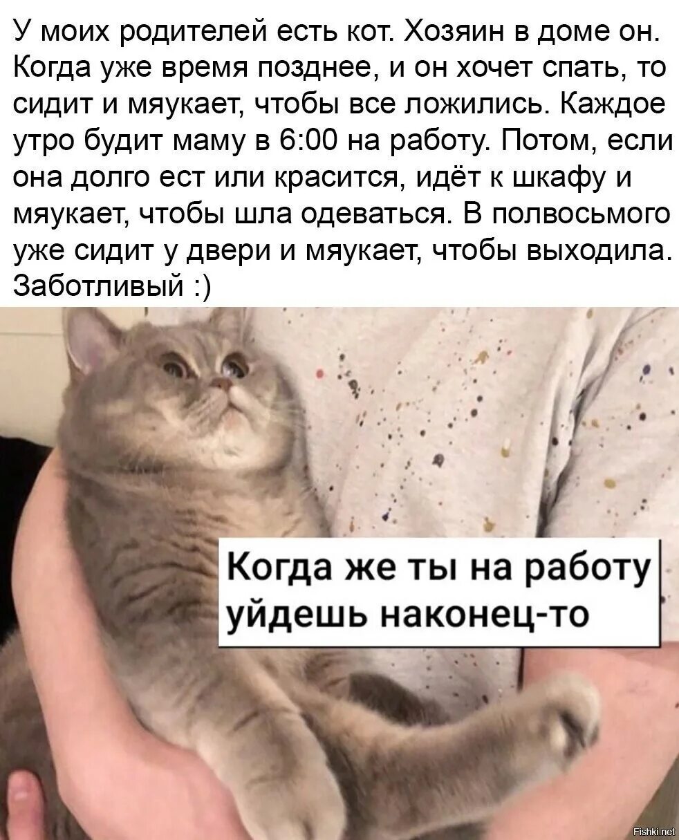 Кот и его человек 4. Коты и работа мемы. Мемы про котов. Кот на работе Мем. Мемы про котиков и работу.