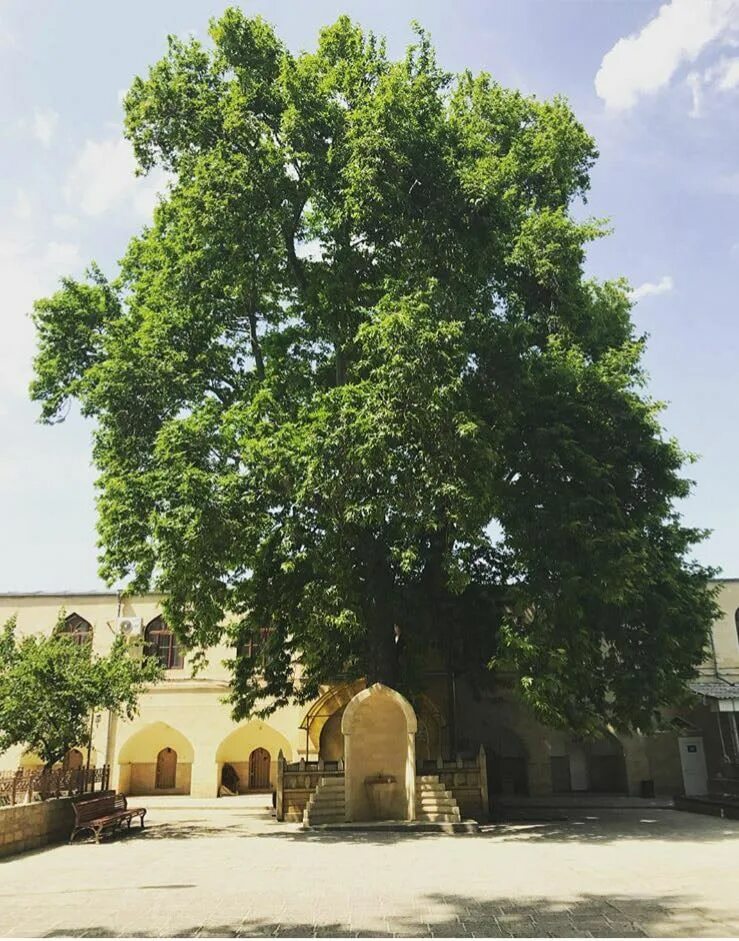 Что такое чинара. Дерево Платан в Дербенте. Деревья Чинар Дербент. Платаны у Джума мечети. Чинар дерево.