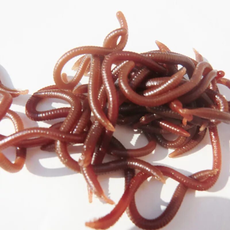 Новые черви. Красные червячки для рыбалки.