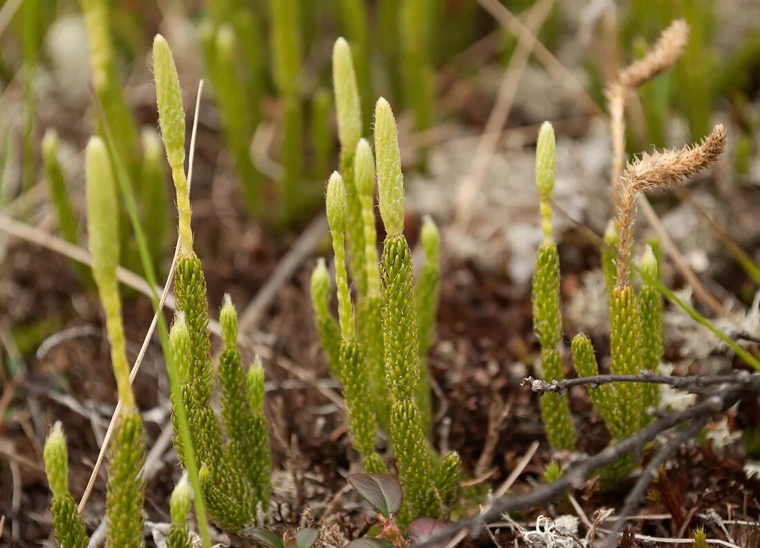 Фотографии плаунов. Плаун (Lycopodium). Плаун булавовидный. Ликоподиум плаун булавовидный. Трава плаун булавовидный.