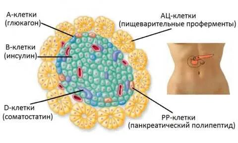 Клетки инсулина