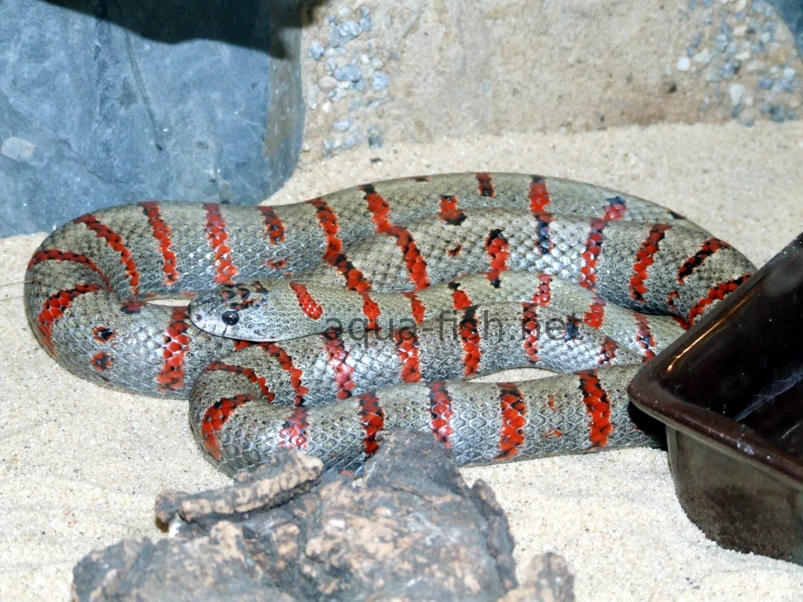 identification of species of snake - Biology Stack Exchange
