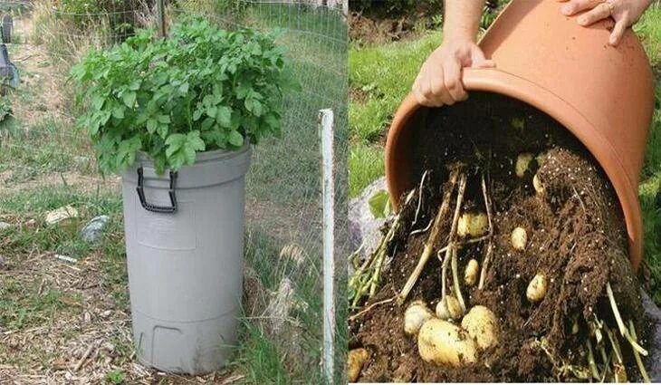 Посадка картошки в домашних условиях. Ведро картошки. Посадка картофеля в ведрах. Посадка картошки в ведрах. Вырастить картошку в ведре.