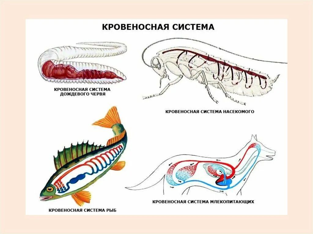 Системы органов животных схема. Кровеносная система рыб и млекопитающих. Кровеносная система червей и рыб. Кровеносная система рыбы рисунок.