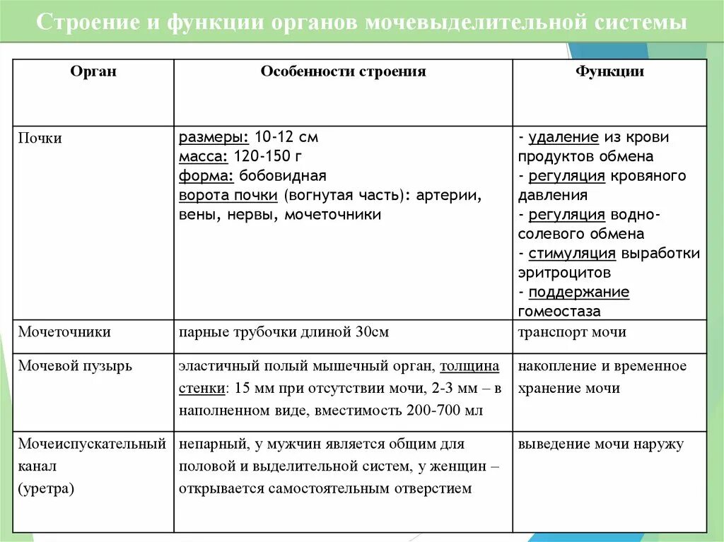 Органы мочевыделительной системы и их функции и строение таблица. Мочевыделительная система таблица орган строение функции. Строение и функции мочевыделительной системы таблица. Таблица мочевыделительная система название строение и функции.