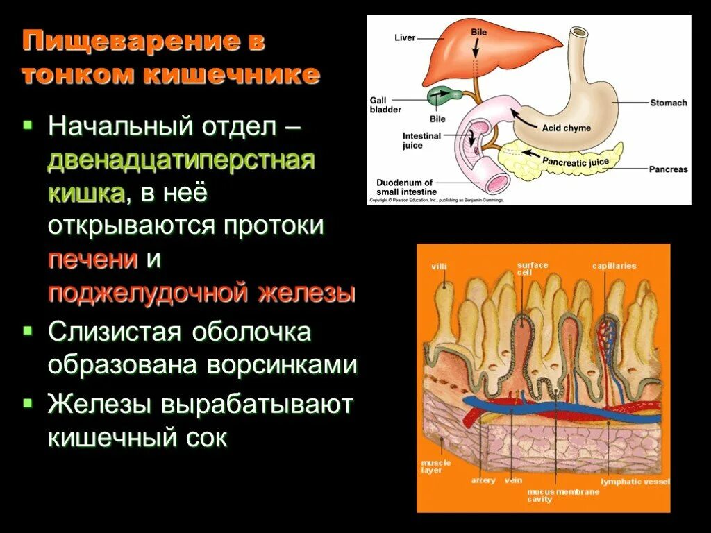 Как изменяется пища в двенадцатиперстной кишке