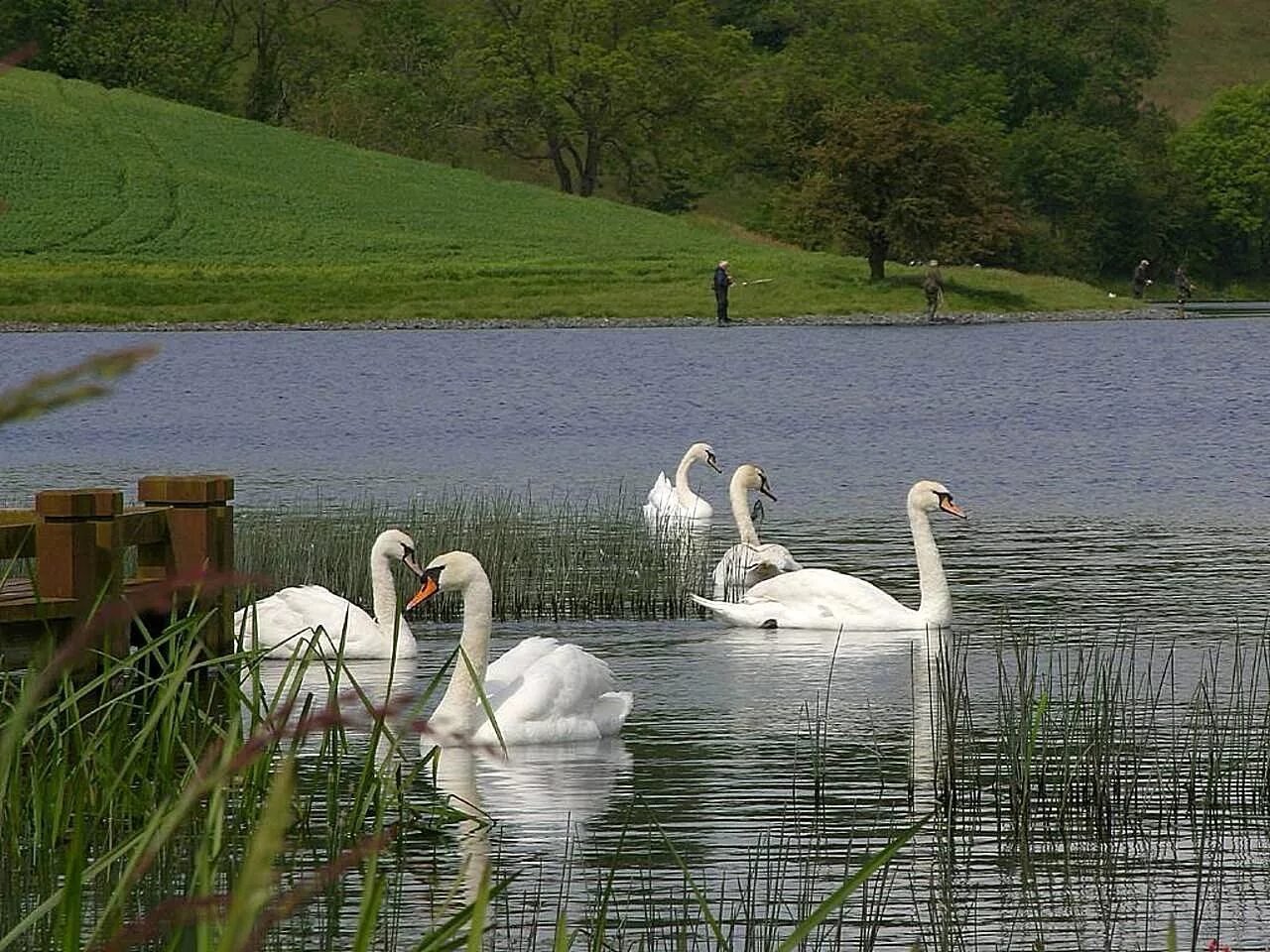 «Озеро Лебединое» немецкая деревня. Лебеди на озере. Много лебедей на озере. Лебеди в Царицыно. Лебединое озеро 2013