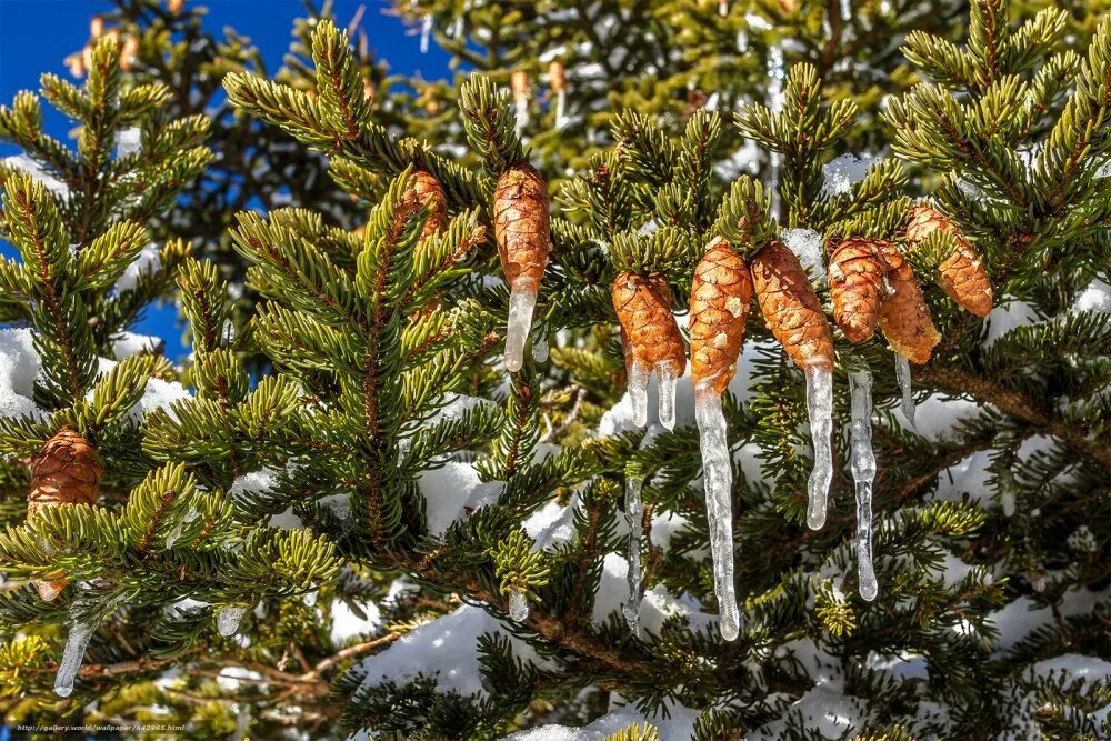 ель новогодняя живая. еловые ветки в руках. ель в руках. елка зимой. ели выдержал.