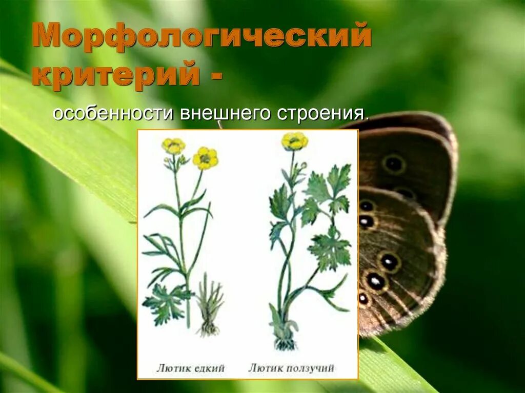 Внешнее строение какой критерий. Лютик едкий морфологический критерий. лютик ползучий экологический критерий. лютик едкий экологический критерий. лютик едкий физиологический критерий.