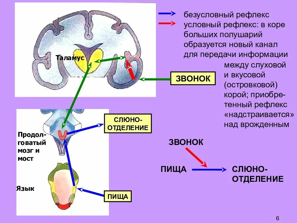 Какие рефлексы обеспечивает головной мозг. Рефлекторная дуга вкусового анализатора схема. Отдел образования условных рефлексов в головном мозге. Рефлекс среднего мозга схема. Рефлекторная дуга головной мозг.