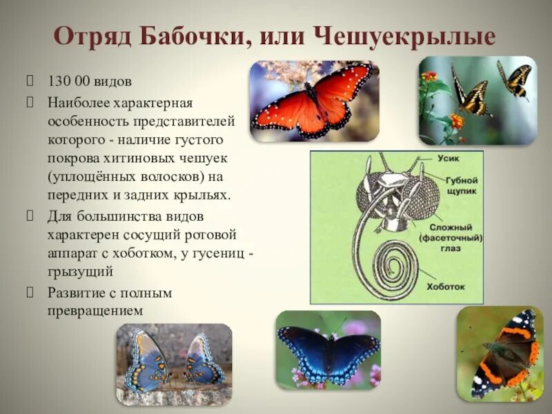 Значение отряда чешуекрылые. Отряд чешуекрылые бабочки. отряд чешуекрылые или бабочки представители. отряд бабочки или чешуекрылые общая характеристика. общая характеристика отряда чешуекрылые насекомые.