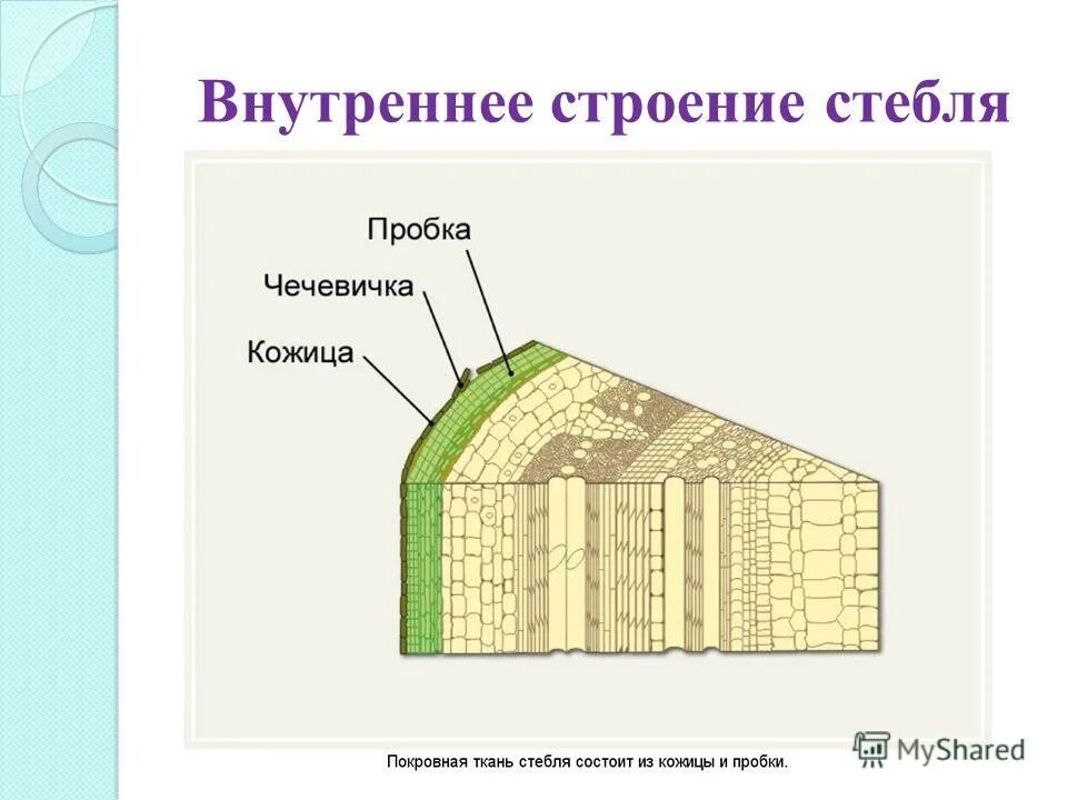 Внутреннее строение стебля функции