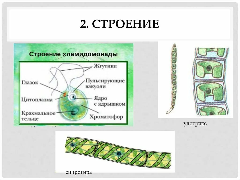 Улотрикс строение. Улотрикс строение