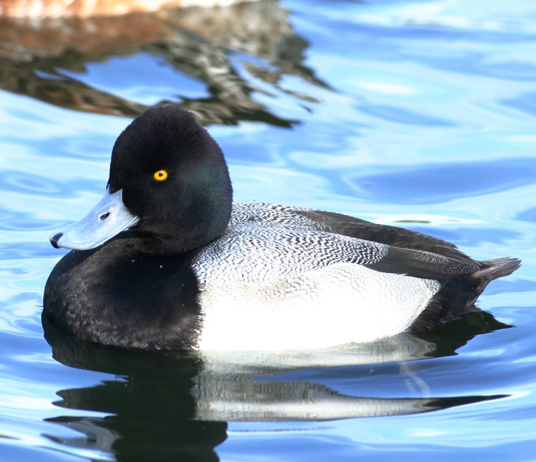 Oiseaux de l'Ouest Bird life list, Duck pictures, Pretty birds