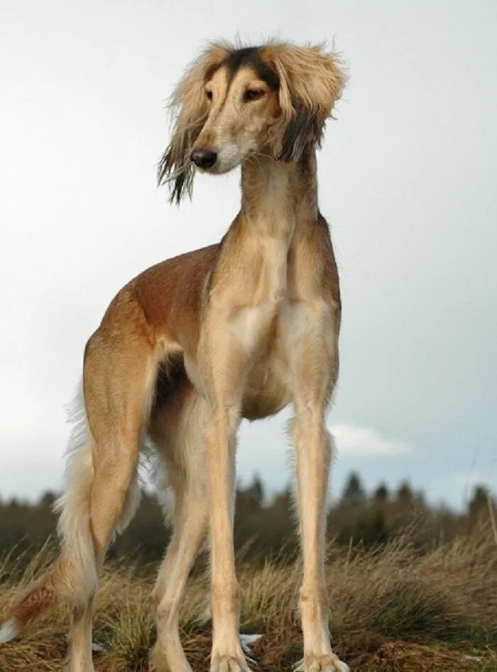 щенки борзой салюки. салюки анахита. щенки собаки азавак. хортая борзая собака черная. итальянская гончая левретка.