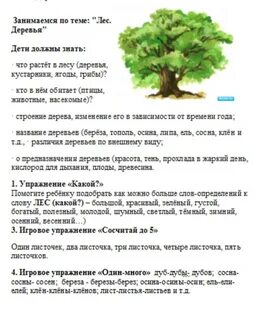 Беседа деревья старшая группа