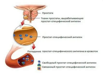 Слуга при собаках