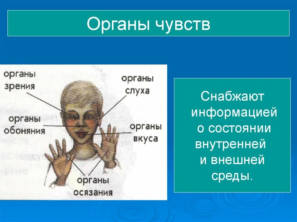 Презентация на тему организм человека. Презентация на тему органы человека. Проект организм человека. Презентация на тему орган. Презентация как работает наш организм 3 класс