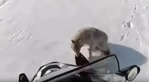 Видео охоты на волка на снегоходе