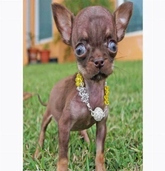 Сколько живут чихуахуа девочки. Чихуахуа. Чихуахуа бубу. Тигровый чихуахуа. Чихуя.