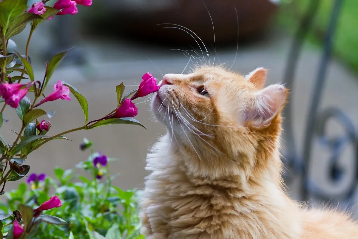 Весенняя кошечка. Котенок в цветах. Кошечка с цветами. Котик с цветочком.