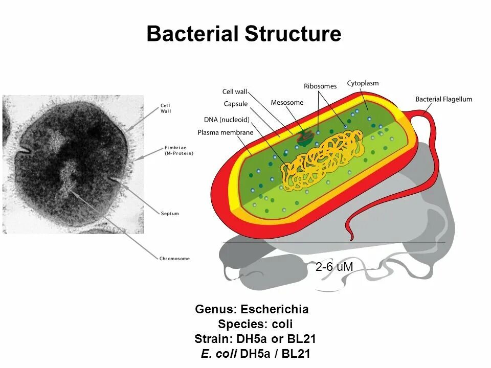 Мезосомы есть у животных. Мезосомы бактерий. мезосома у бактерий это. bacterial cell structure. структура бактерии на английском.