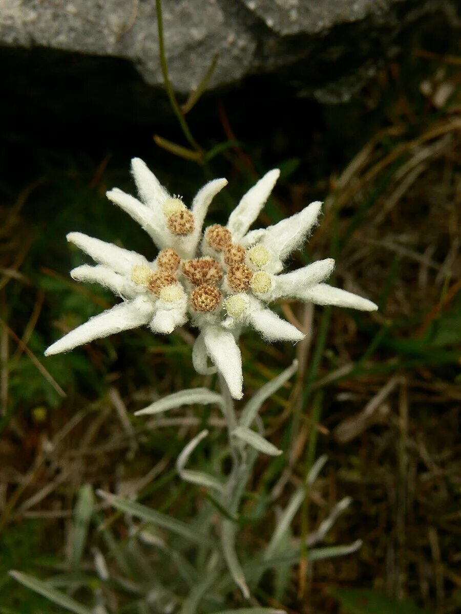 Какой тип питания характерен для эдельвейса. Leontopodium alpinum. Эдельвейс цветок. Эдельвейс Альпийский. Эдельвейс в Альпах.