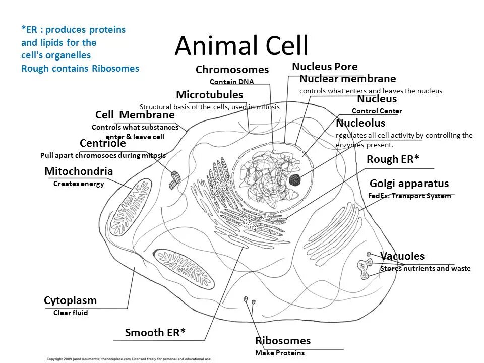 Cell width. Cell center in cell. nucleus micrograph. surface of the animal cell electron micrograph. identify eukaryotic cell organelles and structures miscoscop rough er.