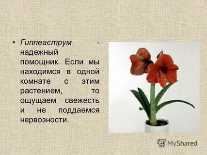 Гиппеаструм комнатное растение описание