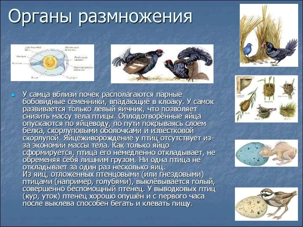 Характеристика системы органов размножения птиц. Птицы размножаются. Оплодотворение у птиц. Каким способом размножаются птицы.