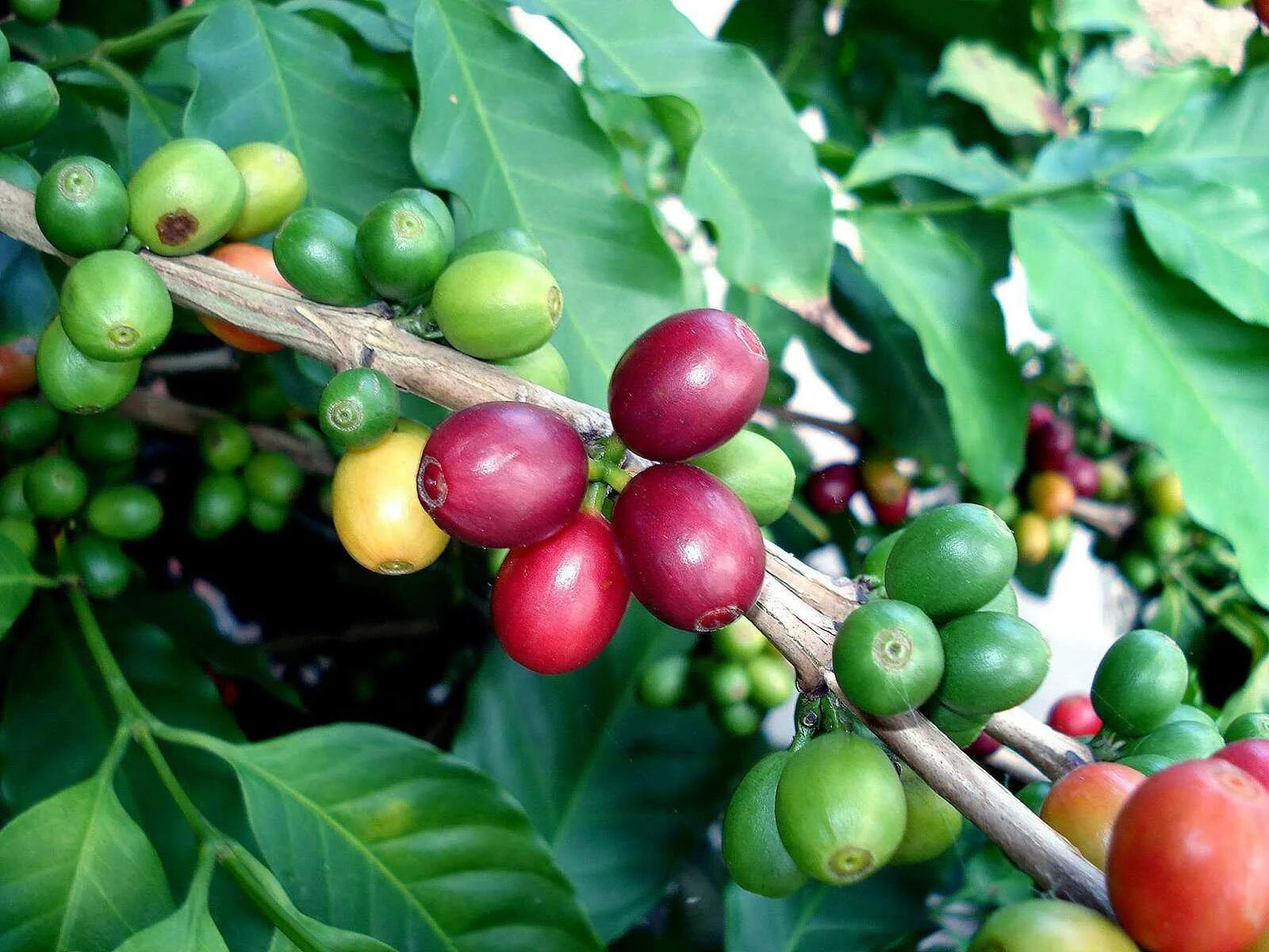 кофейное растение. куст кофе арабика. кофейное растение. кофейное растение. кофе аравийский дерево.