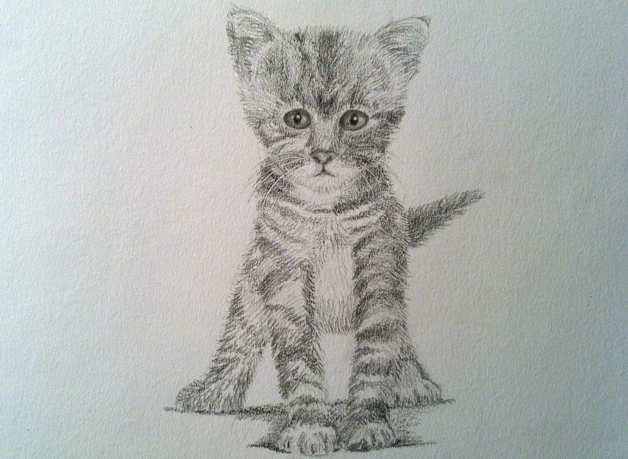 Рисунок кота видео. Нарисовать кота карандашом. азбука рисования котенок. котята карандашом полосатый. фото кота рисунок.