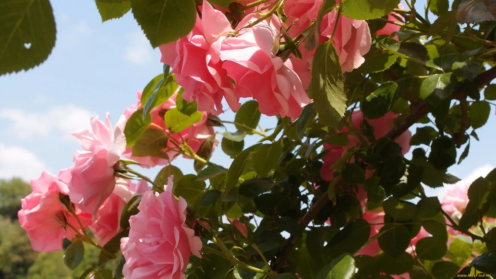 Стимуляции роз. Розовый куст. Куст розовые цветы. Розовые розы на кусту.