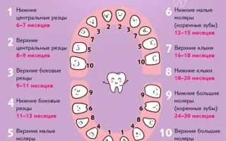 5 месяц ребенок зубы температура. Сдвоенные резцы у ребенка. Коту 9 месяцев все зубы вылезли или нет.