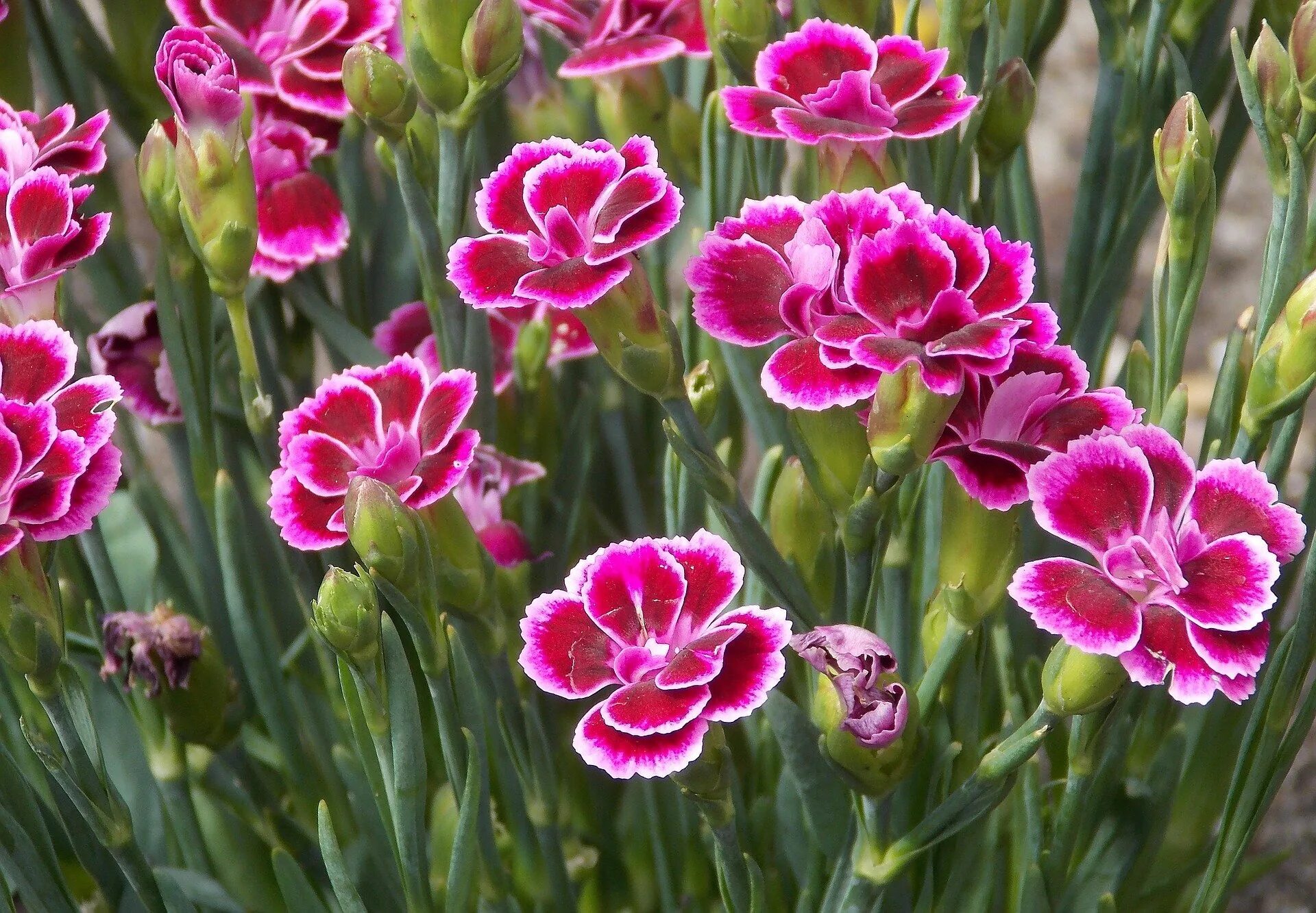 Садовая гвоздика (Dianthus caryophyllus). Гвоздика Садовая Dianthus caryophyllus Lillipot. Гвоздика Садовая (Dianthus caryophyllus) "Chabaud". Гвоздика Садовая (Dianthus caryophyllus) "Floristan". Гвоздики уход выращивание