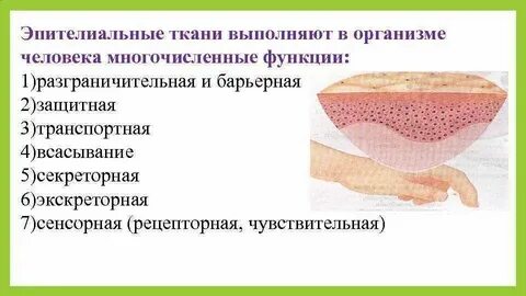 Какая ткань выполняет защитную структуру
