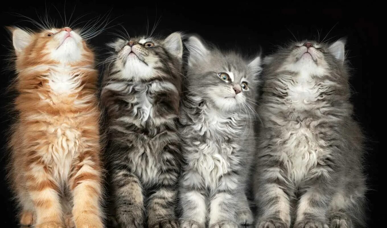 Четверо котов. Кошки. Четыре котенка. Котики много. Много котят.