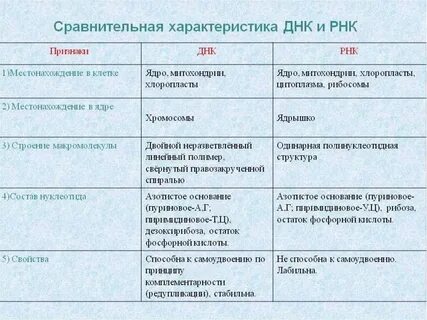 Таблица днк и рнк по биологии